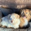 LUNA e TOBY