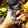 DOWY , chiot mâle Berger Créole  Le seul gars de la bande !