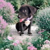 SIERA, chiot femelle Berger Créole