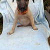 SIERRA , chiot femelle Berger Créole
