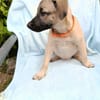 SIERRA , chiot femelle Berger Créole