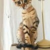 Verspielter Stevie sucht Zuhause