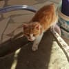 Kleiner Miraculix sucht ein Zuhause!