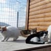 Entspannte Viona sucht ruhiges Zuhause