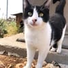Tabby sucht liebevolle Familie