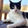 Tabby sucht liebevolle Familie
