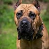 Presa Canario Paul - Prachtexemplar