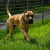 Presa Canario Paul - Prachtexemplar