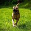 Presa Canario Paul - Prachtexemplar