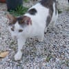 Schmusekater Anton