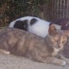 Zarte Lola sucht Zuhause