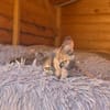 Zarte Lola sucht Zuhause