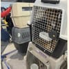 Flugpaten für Hunde und Katzen gesucht