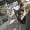 Gnadenplatz für scheue Milly gesucht