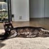 Verschmuste liebevolle Betty