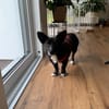 Scar sucht ein liebevolles Zuhause