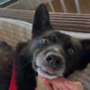 Scar sucht ein liebevolles Zuhause