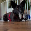 Scar sucht ein liebevolles Zuhause