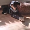 Rex sucht sein Für-immer-Zuhause