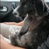 Rex sucht sein Für-immer-Zuhause