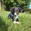 Rex sucht sein Für-immer-Zuhause