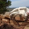 Sonnenschein Mina sucht Zuhause