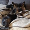 PUMPKIN -dufter Hundekumpel-