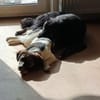 PUMPKIN -dufter Hundekumpel-