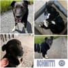 SCHMITTI -liebevoll, ruhig & freundlich-