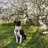 CARLOTTA -Sucht hundeerfahrenes Zuhause-