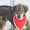 Verschmuster Caesar sucht Zuhause