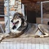 Verschmuster Caesar sucht Zuhause