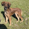 Maximos sucht ein Zuhause