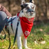 Pepe sucht ein ruhiges Zuhause
