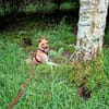 Glücksgefühl gesucht für Tammy