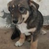 POKA ❤🐾 kleines Hundemädchen mit 8/9 M
