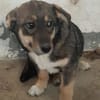 POKA ❤🐾 kleines Hundemädchen mit 8/9 M