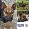ISANYA * genügsamer Schatz