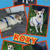 liebe kleine Roxy auf PS in 90562