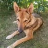 SHIWA - Junghündin, Malinois-Mix, 50 cm