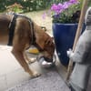 SHIWA - Junghündin, Malinois-Mix, 50 cm