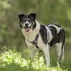 Golden Girl - lustig, entspannt und aufg