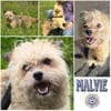 Malvie * kleine Gute-Laune-Botschafterin