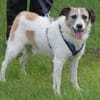 Willow wartet in Feggendorf bei Hannover
