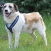 Willow wartet in Feggendorf bei Hannover