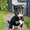 Dreibeinchen Ayka❤ sucht ihr Zuhause