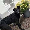 Nisha sucht ihr Für-Immer-Zuhause 💖