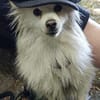 RoniDer Hund, auf den du gewartet hast
