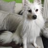RoniDer Hund, auf den du gewartet hast