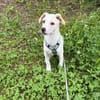 Goldiger Bibbo sucht Zuhause